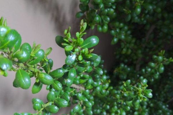 Japanese holly