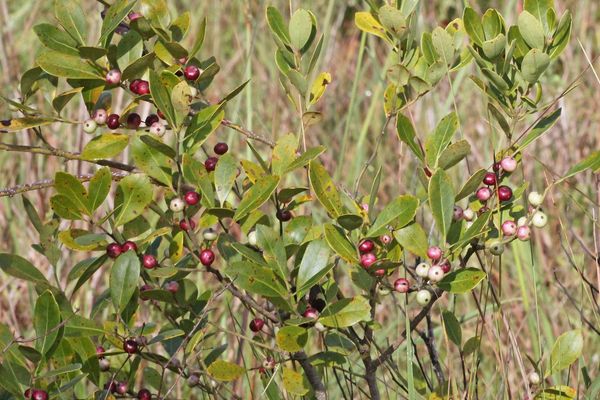 Appalachian-tea