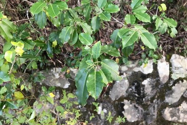 Ilex pedunculosa