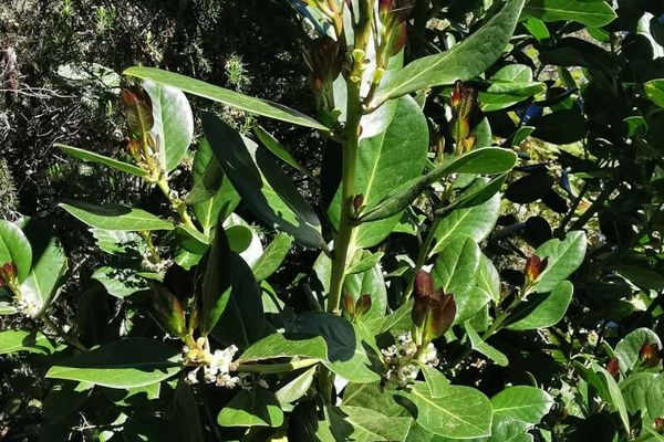 Azorean holly