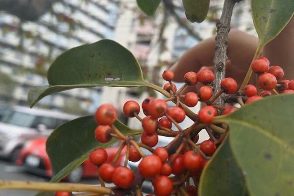 Kurogane holly