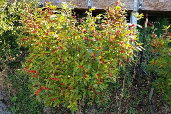 Black-alder