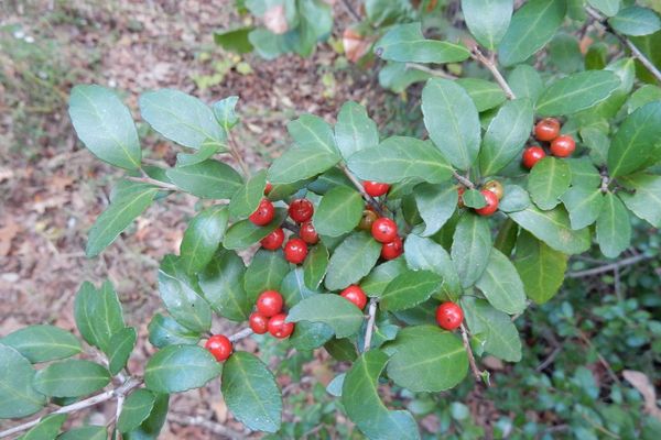 Winterberry
