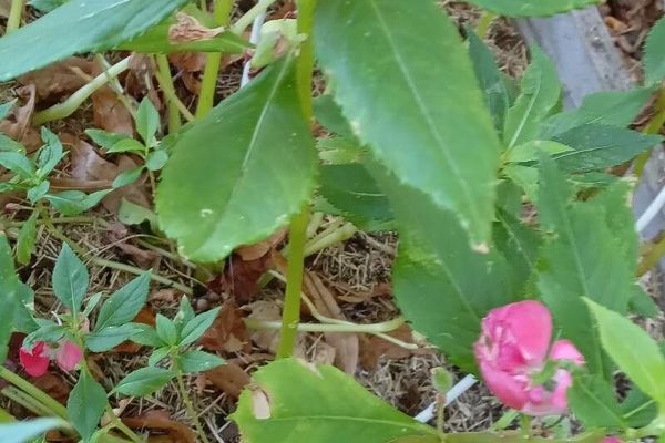 Balsam