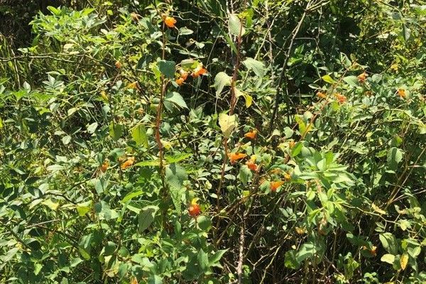 Jewelweed