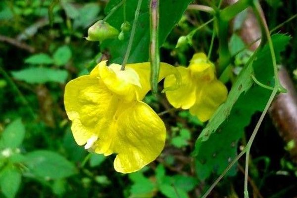 Balsam