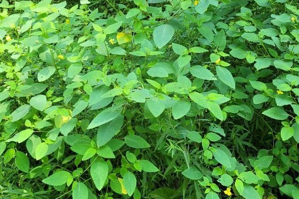 Jewelweed