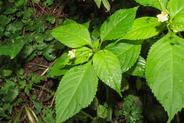 Balsam