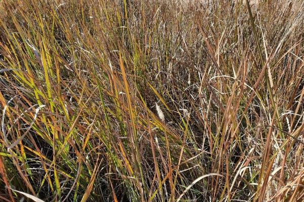 Sharp grass