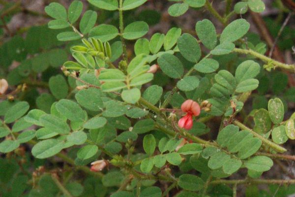 Indigofera colutea