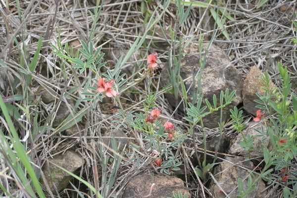 Scarlet-pea