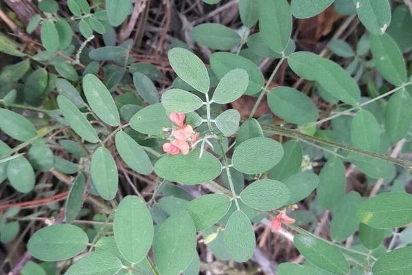 Creeping indigo