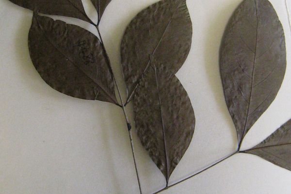Inga capitata