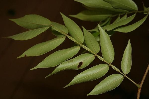 Inga thibaudiana
