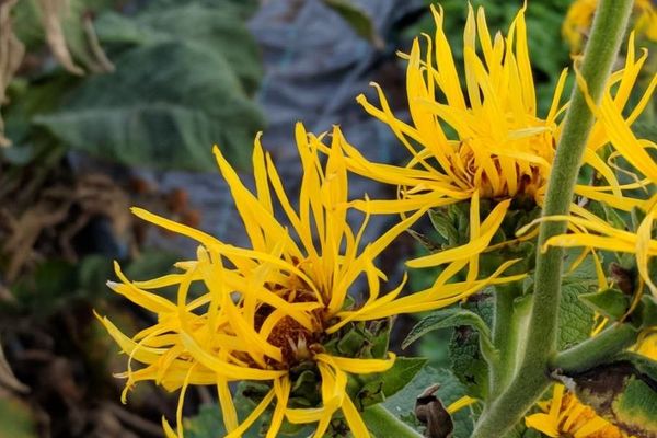 Elecampane
