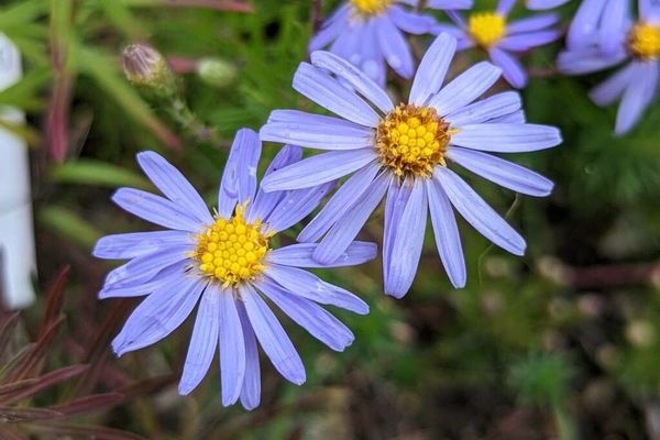 Savory-leaf aster