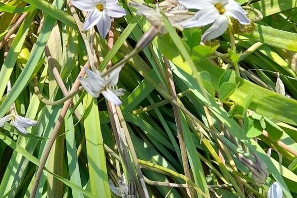 Springstar