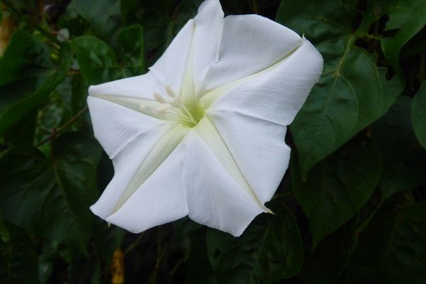 Moonflower