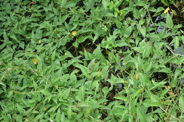 Chinese water-spinach