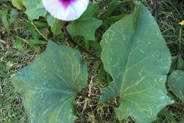 Sweetpotato