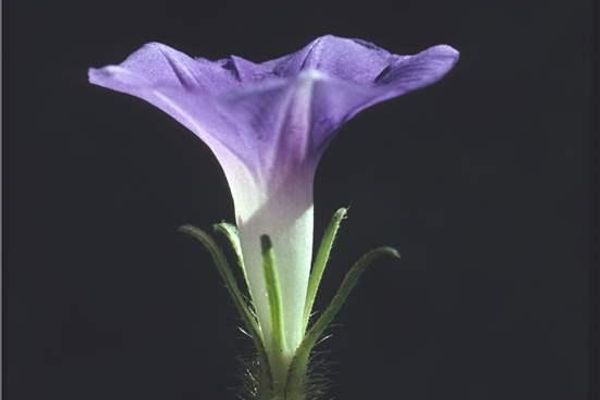 Ipomoea hederacea
