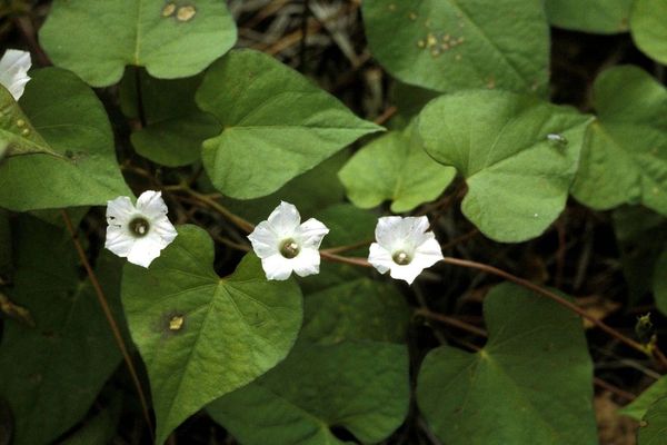 White morning-glory