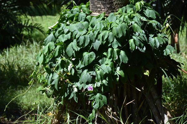 Mauritanian convolvulus