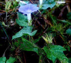 Japanese morning-glory