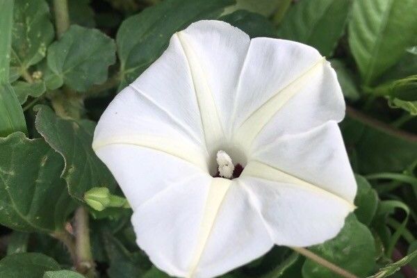 Obscure morning-glory