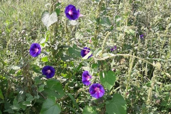 Common morning-glory