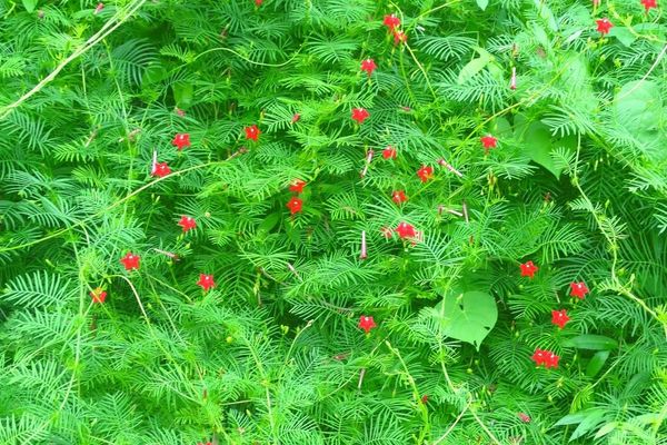 Indian-pink