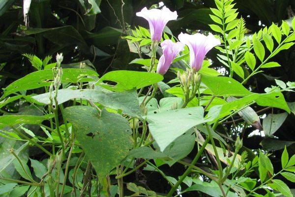 Tie-vine morning glory