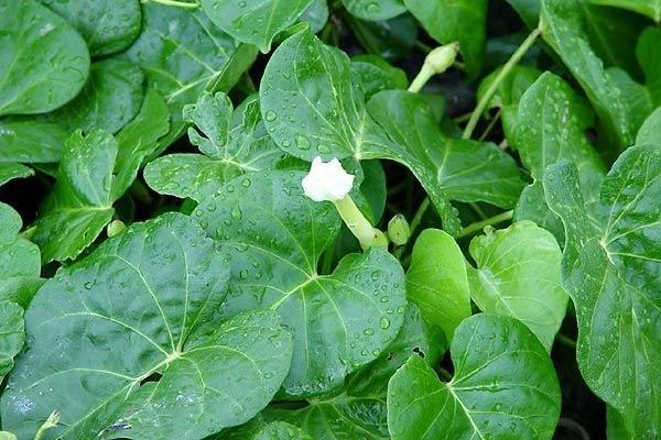 Sea moonflower