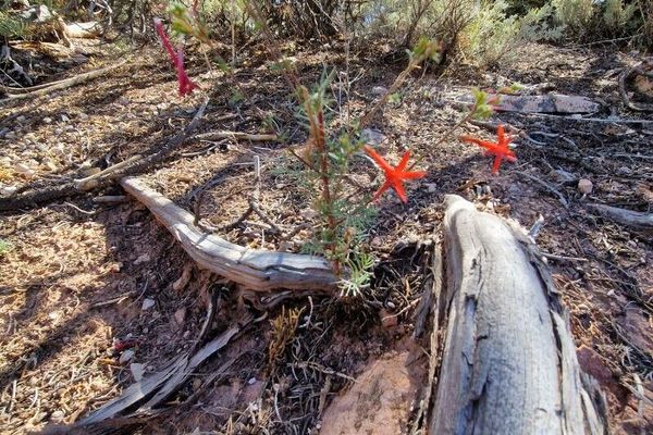 Scarlet gilia