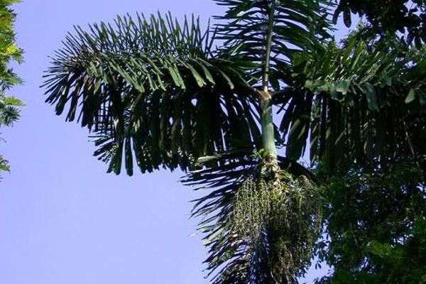 Iriartea deltoidea