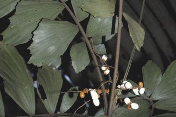 Iriartella stenocarpa