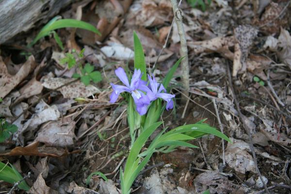 Crested iris