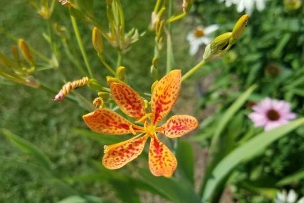 Leopard flower