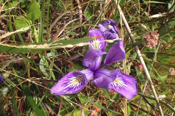 Marin iris
