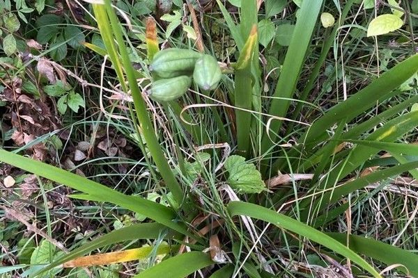 Roast-beef-plant