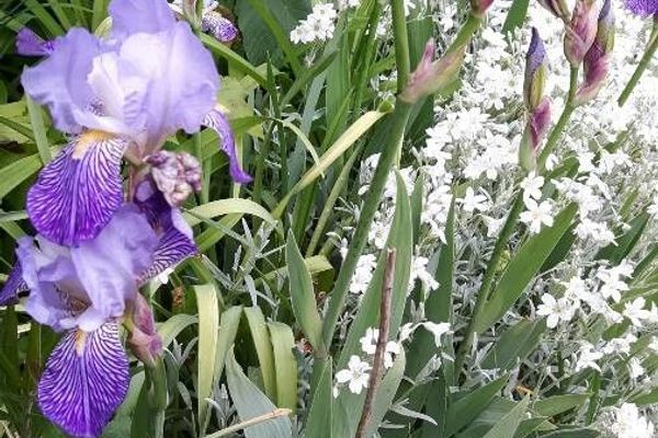 German iris