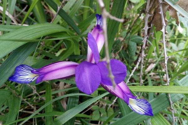 Iris graminea
