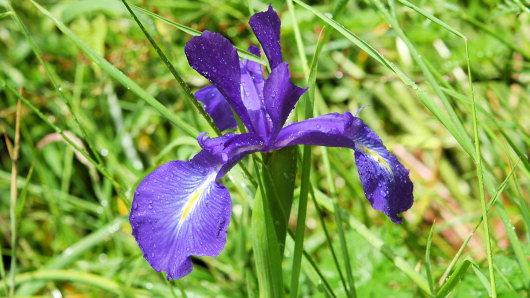 Iris jacquinii