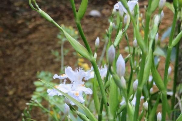 Butterfly-flower