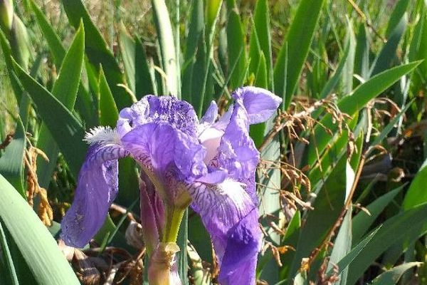 Crimean iris
