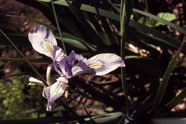 Rocky mountain iris