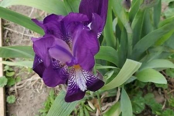 Dwarf iris