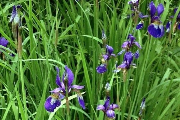 Siberian iris