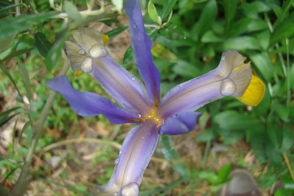 Spanish iris