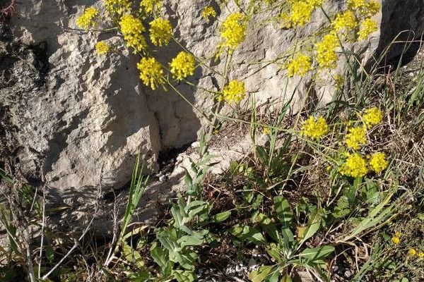 Dyer's woad